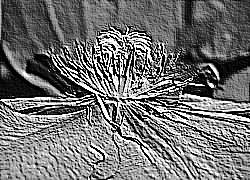Skamielina