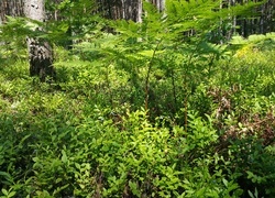Oryginalny obrazek