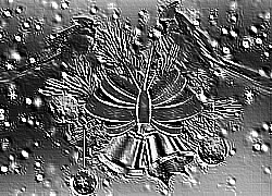 Skamielina
