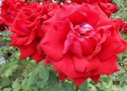 Oryginalny obrazek