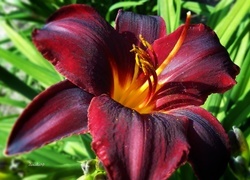 Oryginalny obrazek
