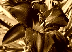 Sepia