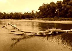 Sepia