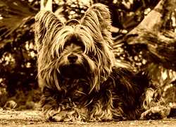 Sepia