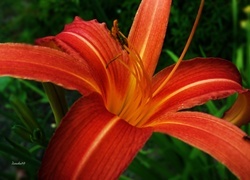 Oryginalny obrazek