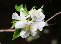 Oryginalny obrazek