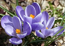 Oryginalny obrazek
