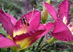 Oryginalny obrazek