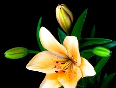 Oryginalny obrazek