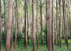 Oryginalny obrazek