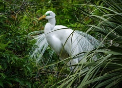 Oryginalny obrazek
