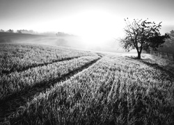 Szary + Sepia