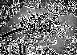 Skamielina