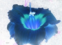 Negatyw