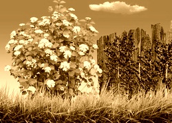 Sepia