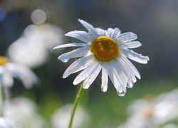 Oryginalny obrazek