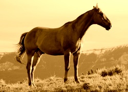 Sepia