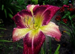 Oryginalny obrazek