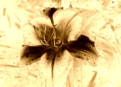 Sepia + Negatyw