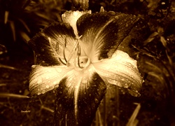 Sepia