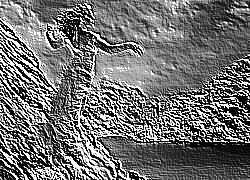 Skamielina