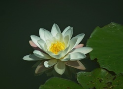 Oryginalny obrazek
