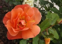 Oryginalny obrazek