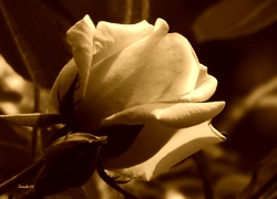 Sepia