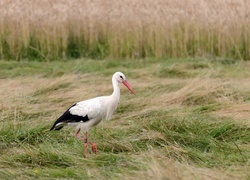 Oryginalny obrazek