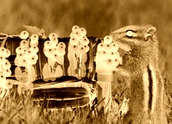Sepia + Negatyw