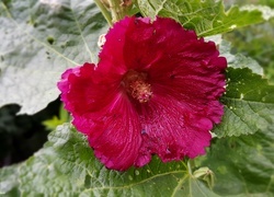 Oryginalny obrazek