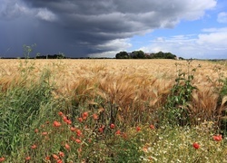 Oryginalny obrazek