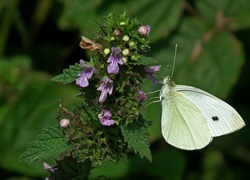 Oryginalny obrazek