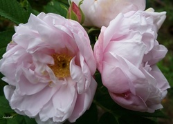 Oryginalny obrazek