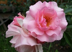 Oryginalny obrazek