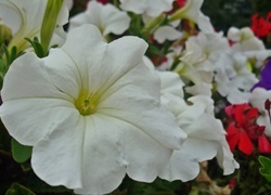 Oryginalny obrazek