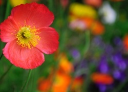 Oryginalny obrazek