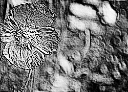 Skamielina