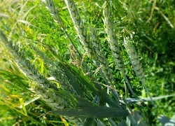 Oryginalny obrazek