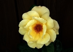 Oryginalny obrazek