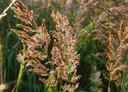 Oryginalny obrazek