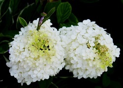 Oryginalny obrazek