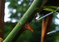 Oryginalny obrazek
