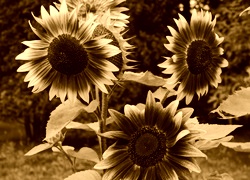 Sepia