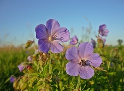 Oryginalny obrazek