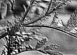 Skamielina