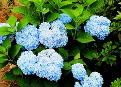 Oryginalny obrazek