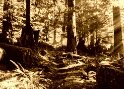 Sepia
