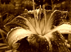 Sepia