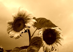 Sepia